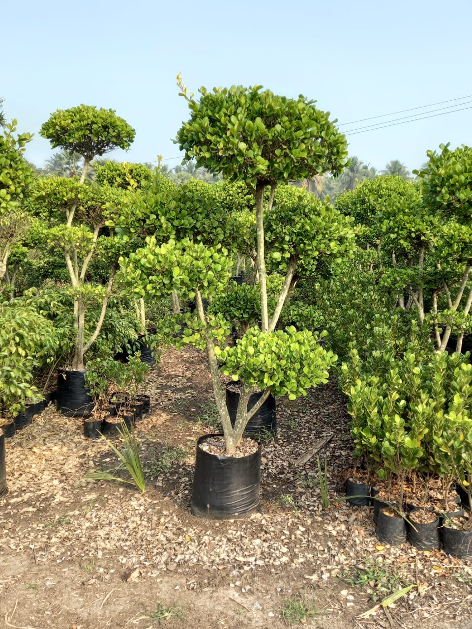 Best Kadiyam Nursery Call 6309717556, Kadiyam Nursery /kadiyam Online